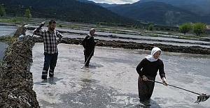 Beyaz altının ekimine başladı