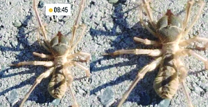 Kargı'da tehlikeli sarıkız örümceği görüldü