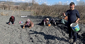 Kargı'da meşhur Taşköprü sarımsağını yetiştiriliyor