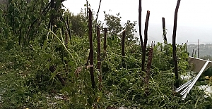 Yaz ortasında dolu yağdı, tarım arazileri zarar gördü