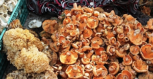 Kargı'da mantar sofralardaki yerini aldı