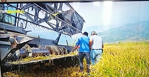 Kargı’daki çeltik hasadı süreci TRT Belgesel’de yayınlandı