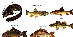 Kargı’da 6 çeşit balık türü var
