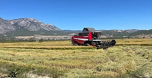 Kargı’da çeltik hasadı başladı