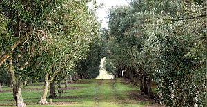 Kargı’yı zeytin bahçeleri süsleyecek