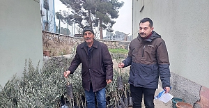 Kargı’da zeytin ağaçları boy gösterecek