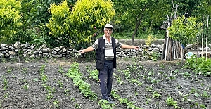 Kargı’da domuzlar sebze tarlalarını talan etti: Çiftçinin emeği ziyan oldu
