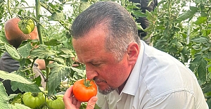 İlçe ekonomisine can katacak: Hedef 150 ton domates