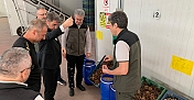 Kozalak tohumları koruma altında
