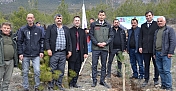 Kargı’da 250 çam fidanı toprakla buluştu